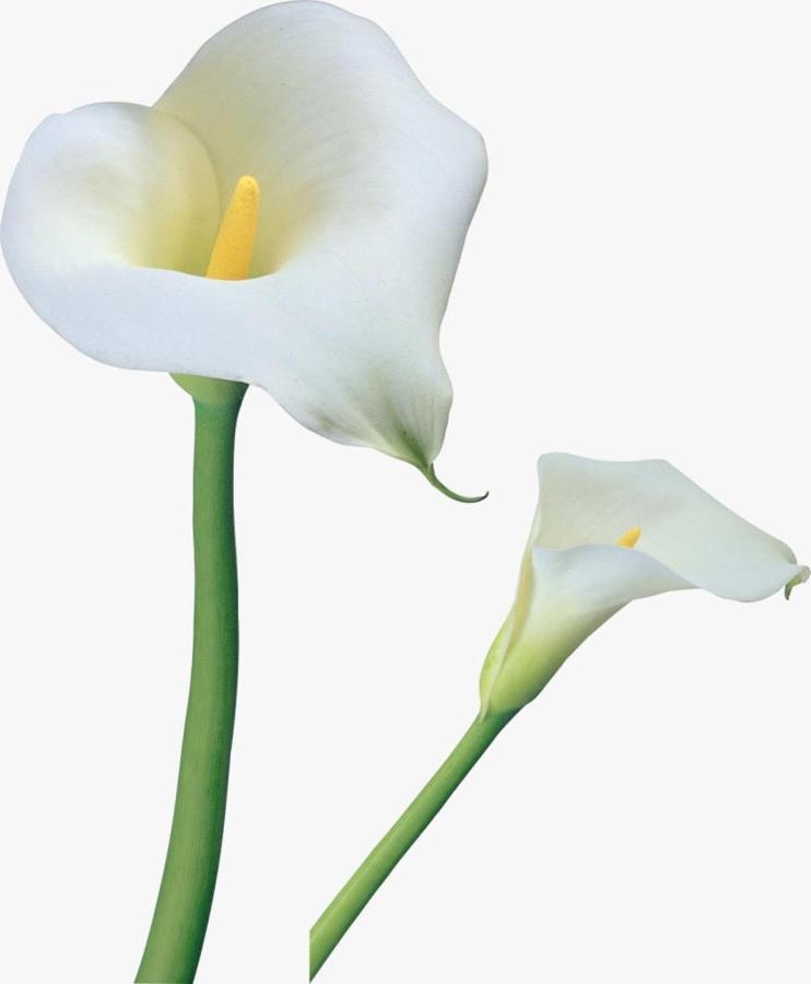 Calla, Calluna&Gardenia Apartments Verona Esterno foto